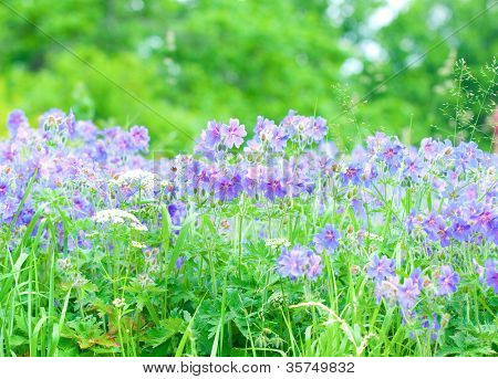 geranium kwitnienia lato