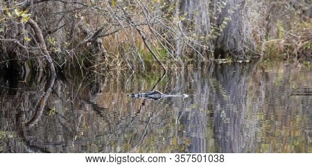 Alligator (alligator mississippiensis) in the Okefenokee Swamp of Georgia, USA.