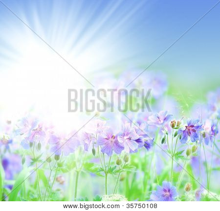 geranium kwitnienia lato