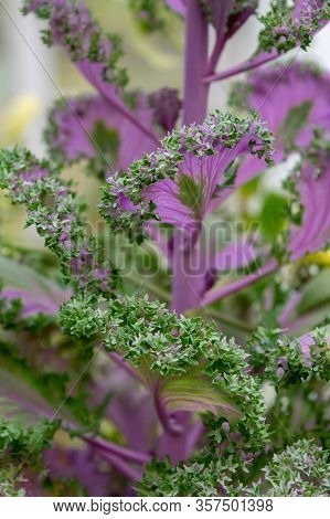 Ornamental Kale Plant
