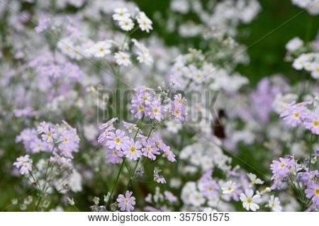 Saxifrage Flowers In The Garden