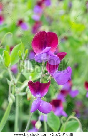 Sweet Pea Garden Flowers