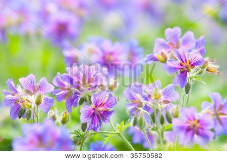 geranium kwitnienia lato / makro