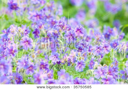 geranium kwitnienia lato / makro