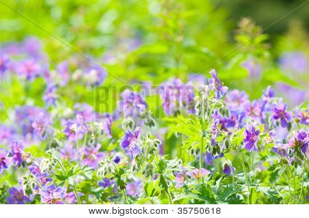 geranium kwitnienia lato / makro