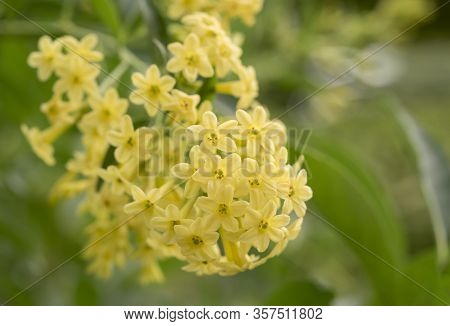 Close-up Of Night Booming Yellow Jasmine On Blurred Background, Cestrum Aurantiacum Lindl.