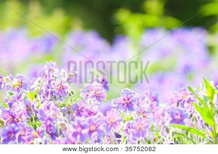 geranium kwitnienia lato / makro