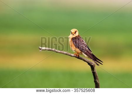The Red-footed Falcon (falco Vespertinus), Formerly Western Red-footed Falcon, Female Sitting On The