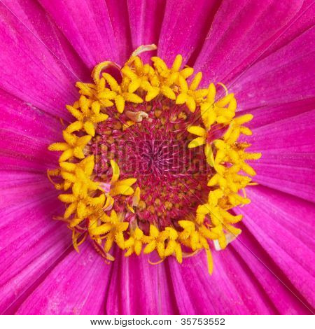 Genere Zinnia, famiglia Compositae