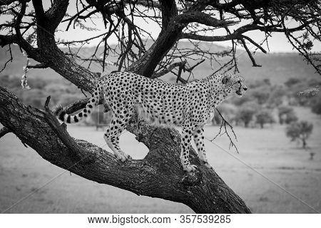 A Male Cheetah Is Standing In The Profile On The Branch Of A Tree, Scanning For Prey. He Has Brown F