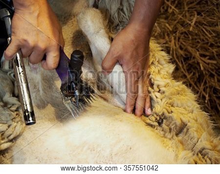 Farmer Shearing Sheep For Wool In Barn.sheep Shearers Shearing Sheep Wool With Electric Clippers