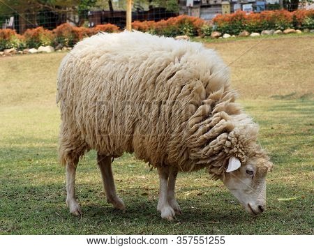 Sheep In A Meadow On Green Grass.sheep Eating In Field, Long Wool Hair Sheep In Meadow Eating Grass 