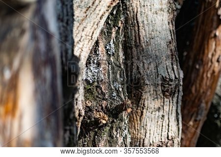Vertical Logs With Bark, Sawn Tree Trunks Stand Close To Each Other. Creating A Wall From Natural An