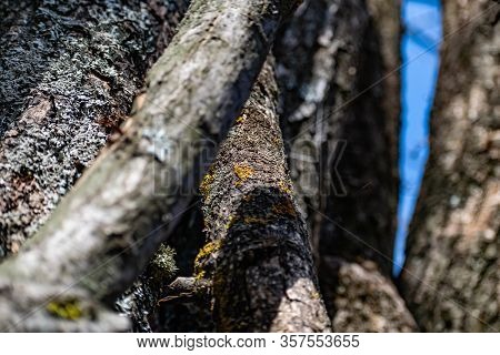 Vertical Logs With Bark, Sawn Tree Trunks Stand Close To Each Other. Creating A Wall From Natural An
