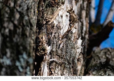 Vertical Logs With Bark, Sawn Tree Trunks Stand Close To Each Other. Creating A Wall From Natural An