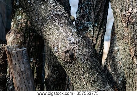 Vertical Logs With Bark, Sawn Tree Trunks Stand Close To Each Other. Creating A Wall From Natural An