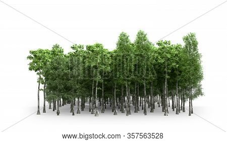 Green Trees Isolated On White Background Forest And Foliage In Summer 3d Render