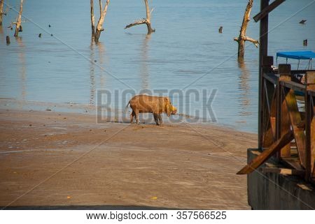 Bako, Kuching, Sarawak, Borneo, Malaysia: Bornean Bearded Pig Sus Barbatus On Bako National Park Bea