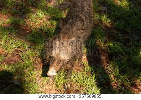 Burnaska Bearded Pig Sus Barbatus In Bako National Park In Search Of Food In The Sand, Kuching, Mala