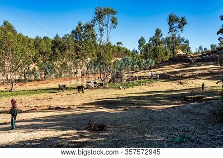 Gondar, Ethiopia - Feb 07, 2020: Agricultural Population Working On The Farms Between Gondar And The