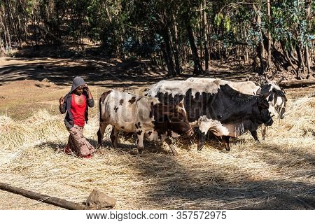Gondar, Ethiopia - Feb 07, 2020: Agricultural Population Working On The Farms Between Gondar And The
