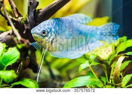 Opaline Gourami Trichopodus Trichopterus Tropical Aquarium Fish In Fish Tank