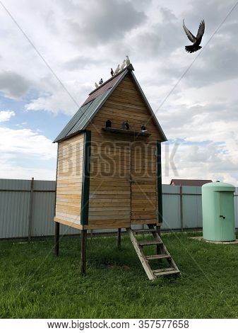 Wooden Pigeon House With Pigeons Sitting On The Roof. A Pigeon Flies Out Of A Dovecote. Classic Pige