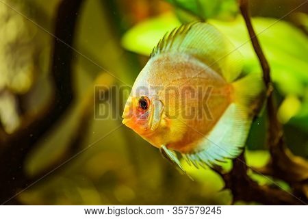 Portrait Of A Yellow Tropical Symphysodon Discus Fish In A Fishtank. Selective Focus Background.