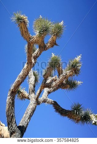 Joshua tree national park california in spring