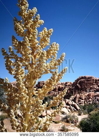 Joshua Tree National Park California In Spring