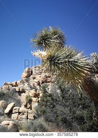 Joshua Tree National Park USA in spring