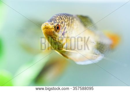 Opaline Gourami Trichopodus Trichopterus Tropical Aquarium Fish In Fish Tank