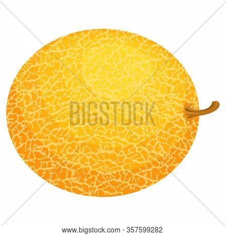 Fresh Whole Melon Fruit Isolated On White Background. Honeydew Melon. Summer Fruits For Healthy Life