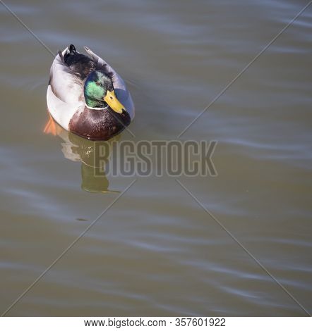 Close Up Mallard, Anas Platyrhynchos, Male Duck Bird Swimming On Lake Water Suface In Sunlight. Sele