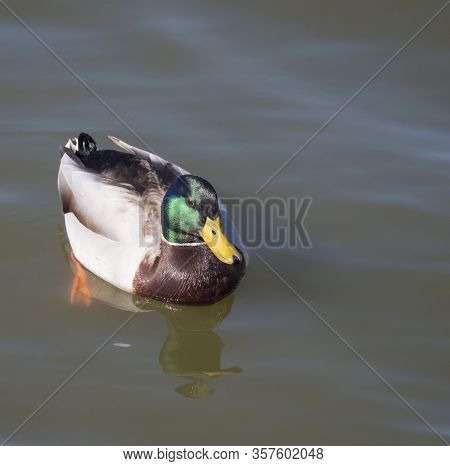 Close Up Mallard, Anas Platyrhynchos, Male Duck Bird Swimming On Lake Water Suface In Sunlight. Sele