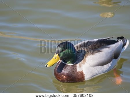 Close Up Mallard, Anas Platyrhynchos, Male Duck Bird Swimming On Lake Water Suface In Sunlight. Sele