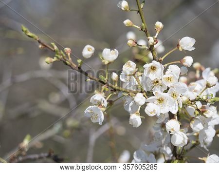 Close Up Beautiful Macro Blooming White Apple Blossom Bud Flower Twing With Leaves, Selective Focus,