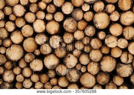 Closeup Of Logs Of Trees In Nature. A Lot Of Cutted Logs