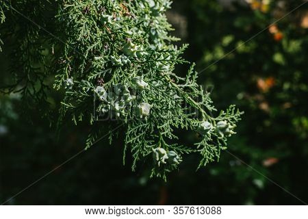 Thuja Occidentalis Background.thuja Occidentalis Is An Evergreen Coniferous Tree, In The Cypress Fam