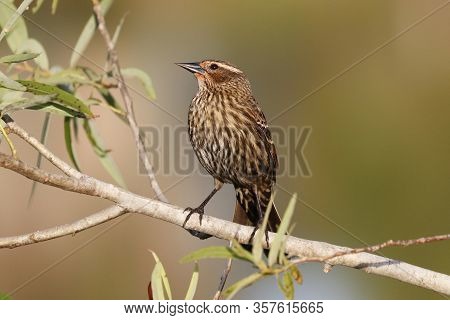A  Female Red Winged Blackbird Pearched On A Bush In Florida