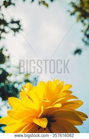 Yellow Flowers Of Rudbeckia Laciniata Goldquelle In The Open