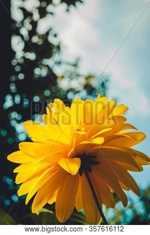Yellow Flowers Of Rudbeckia Laciniata Goldquelle In The Open