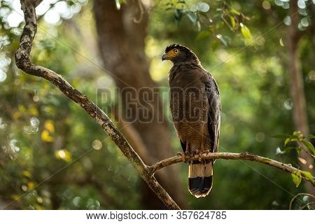 Portrait Of Crested Serpent Eagle Perched In Tree In Wilpattu National Park In Sri Lanka, Close Up P