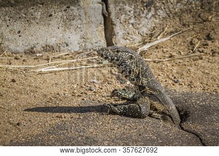 Rock Monitor Coming Out Of A Hole In Kruger National Park, South Africa ; Specie Varanus Albigularis