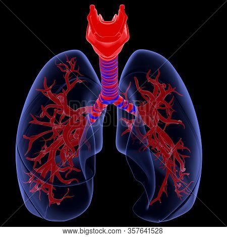 Humans Have Two Lungs, A Right Lung And A Left Lung. They Are Situated Within The Thoracic Cavity Of