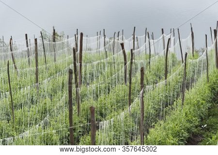 Pea Cultivation Next To Tota The Largest Lake In Colombia; Pisum Sativum. Aquitania, Boyaca.