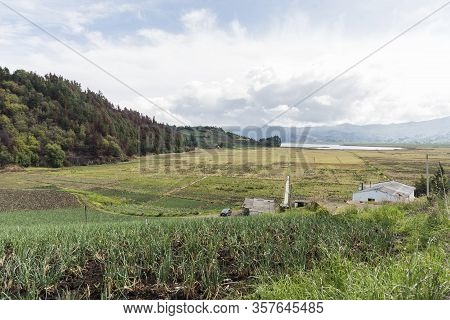 Aquitania, Boyaca / Colombia; April 8, 2018: Rural Andean Landscape, Field Of Welsh Onion, Allium Fi