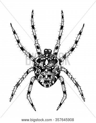 Spider Hand-drawn With Ink In Isolated On White