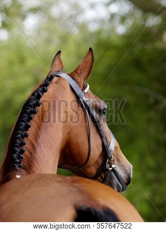 A Head Shot Of A Stunning Bay Stallion In A Snaffle Bridle Showing Of The Muscles In His Neck.