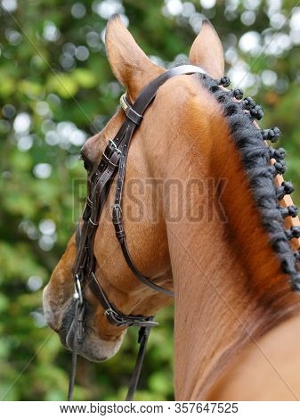A Head Shot Of A Stunning Bay Stallion In A Snaffle Bridle Showing Of The Muscles In His Neck.